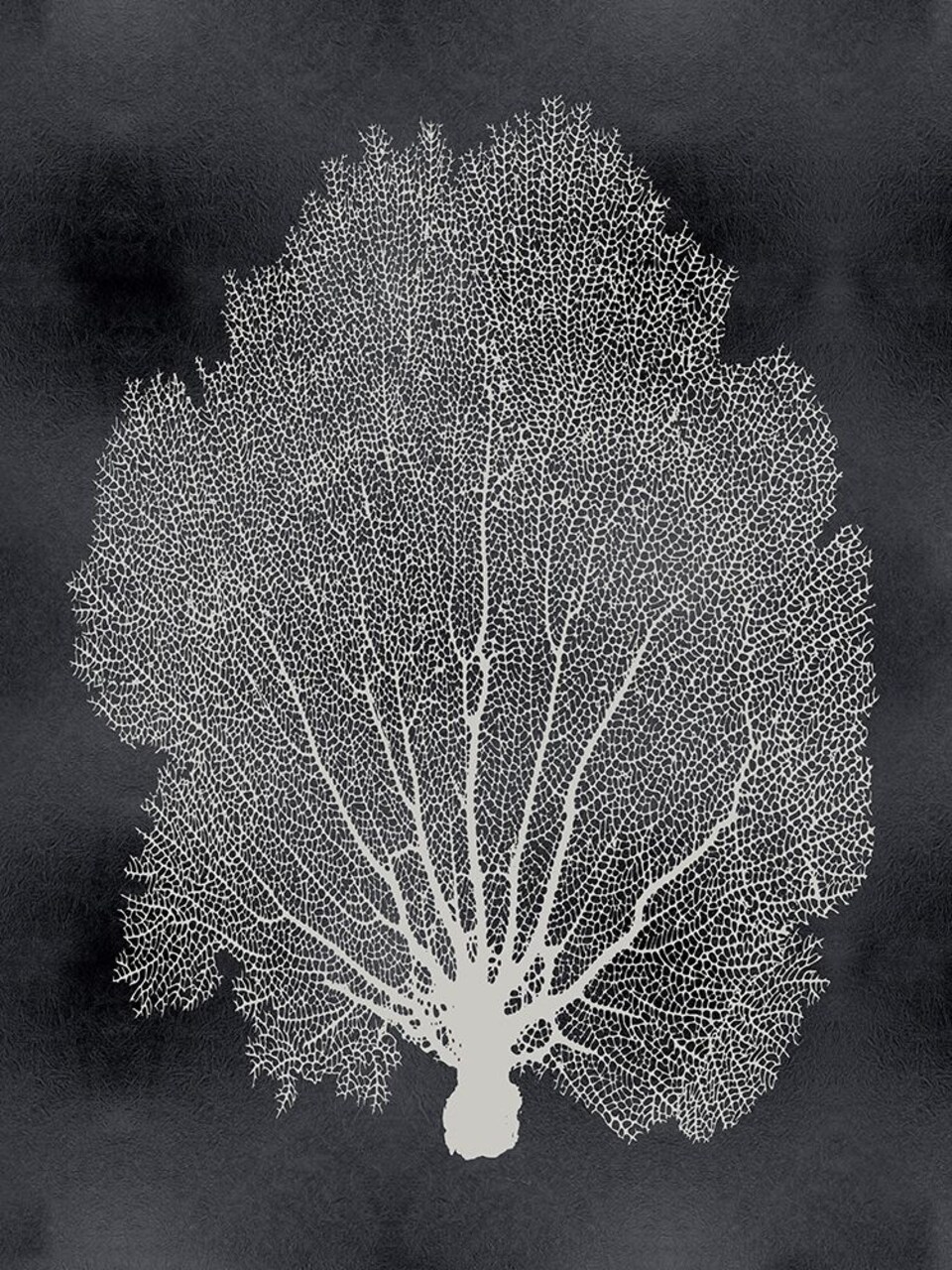 Sea Fan on Black II Poster Print by Melonie Miller # MMR116768